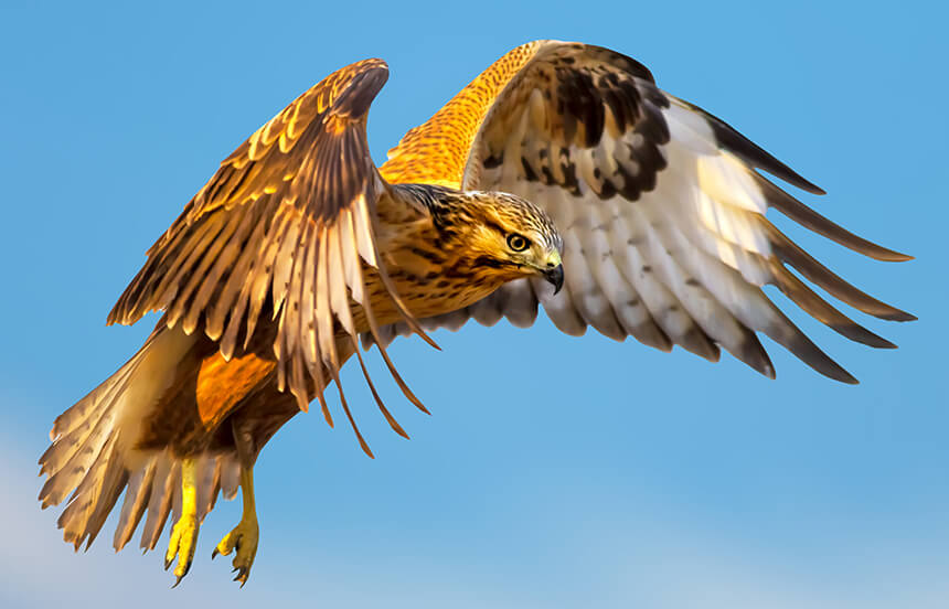 Image of a red-tailed hawk.